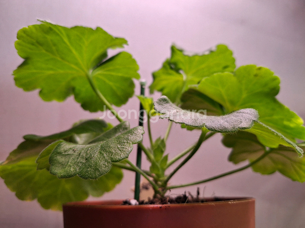 러시아제라늄--2