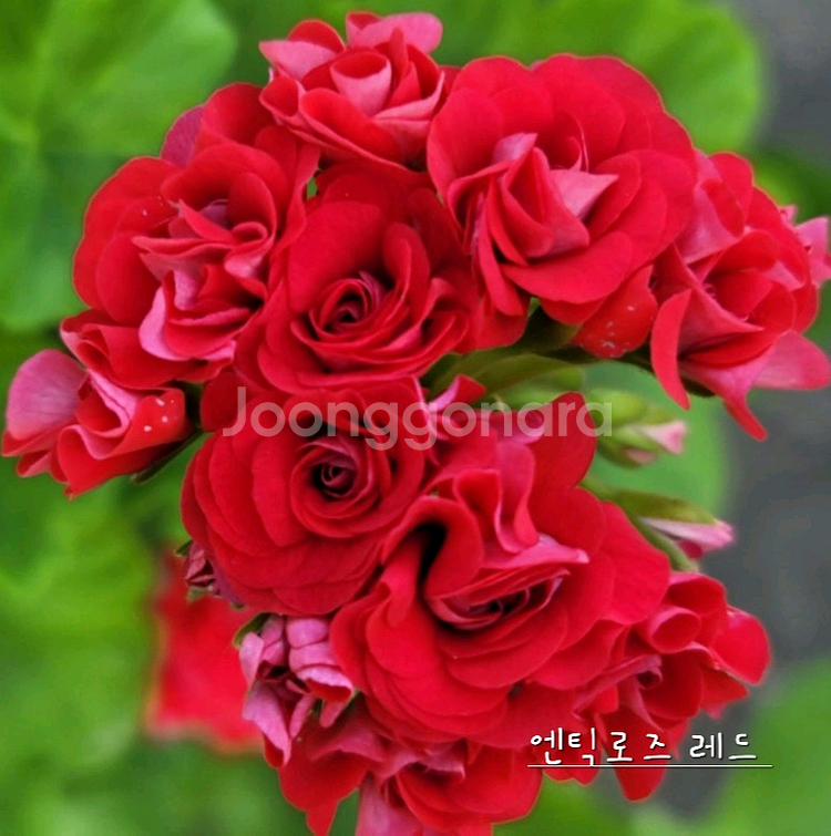 제라늄 4종 리조이스블러섬,프릴프릴스윗,아랑별비,엔틱로즈 레드--3