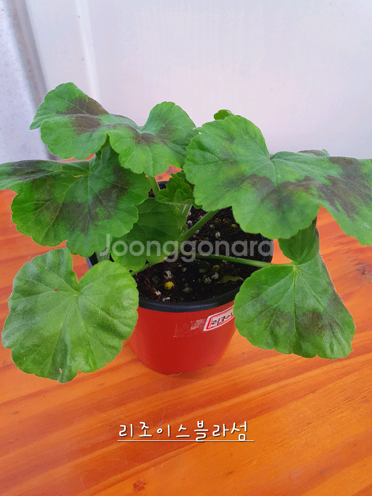 제라늄 4종 리조이스블러섬,프릴프릴스윗,아랑별비,엔틱로즈 레드--4