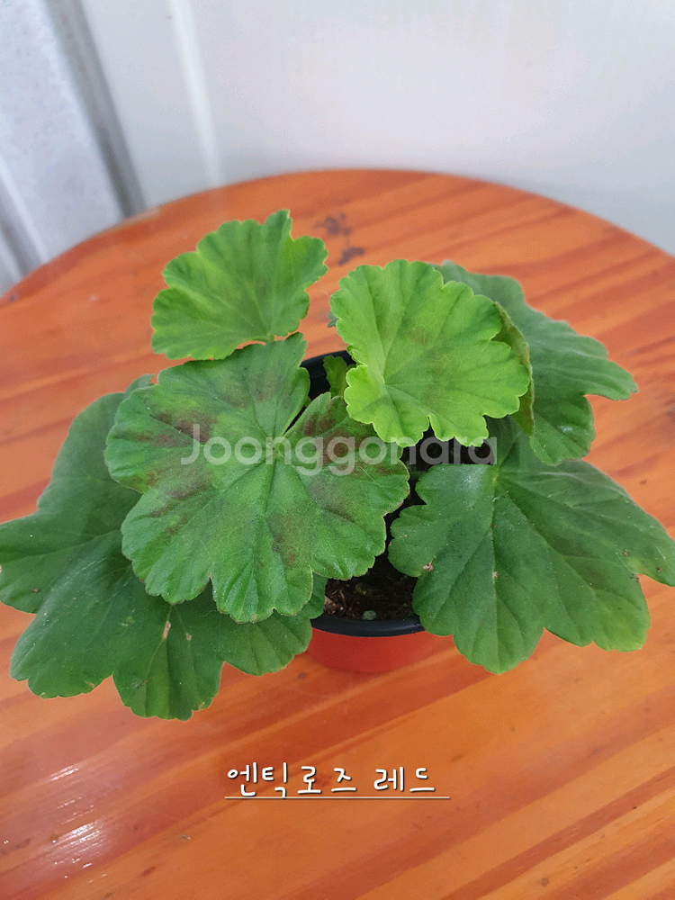 제라늄 4종 리조이스블러섬,프릴프릴스윗,아랑별비,엔틱로즈 레드--5