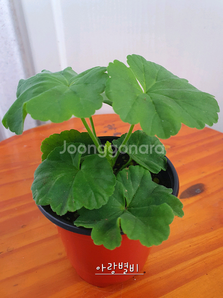 제라늄 4종 리조이스블러섬,프릴프릴스윗,아랑별비,엔틱로즈 레드--6