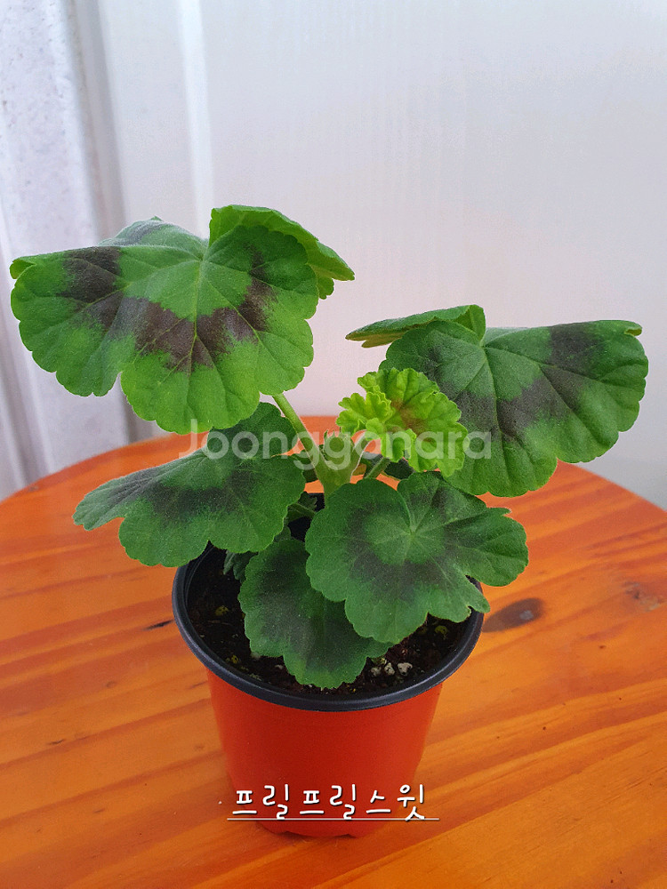 제라늄 4종 리조이스블러섬,프릴프릴스윗,아랑별비,엔틱로즈 레드--7