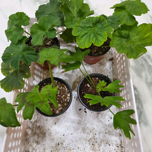 제라늄(밍,s사랑옵다외3종)