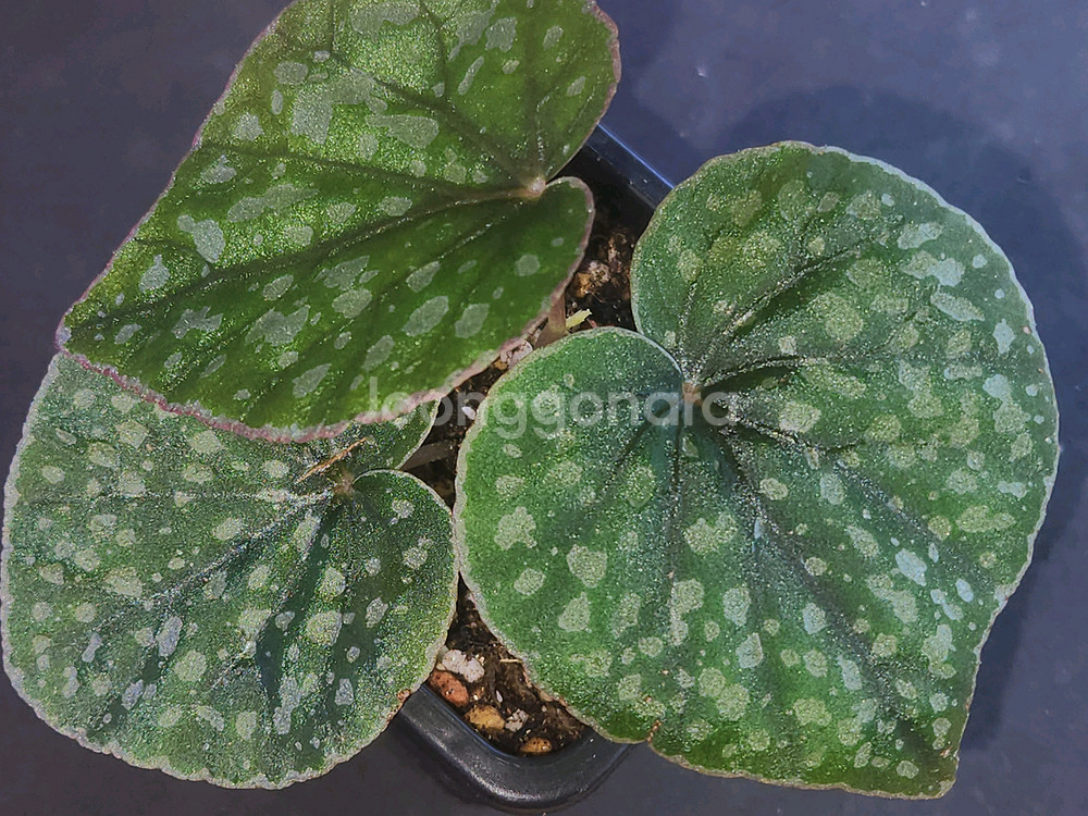 베고니아 알리시다(alicida dot)--0