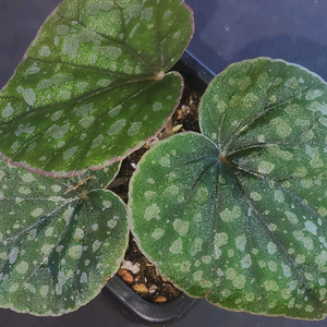 베고니아 알리시다(alicida dot)