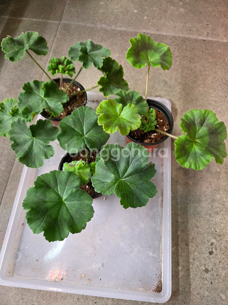 제라늄(뮬란외2종)--0