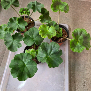 제라늄(뮬란외2종)