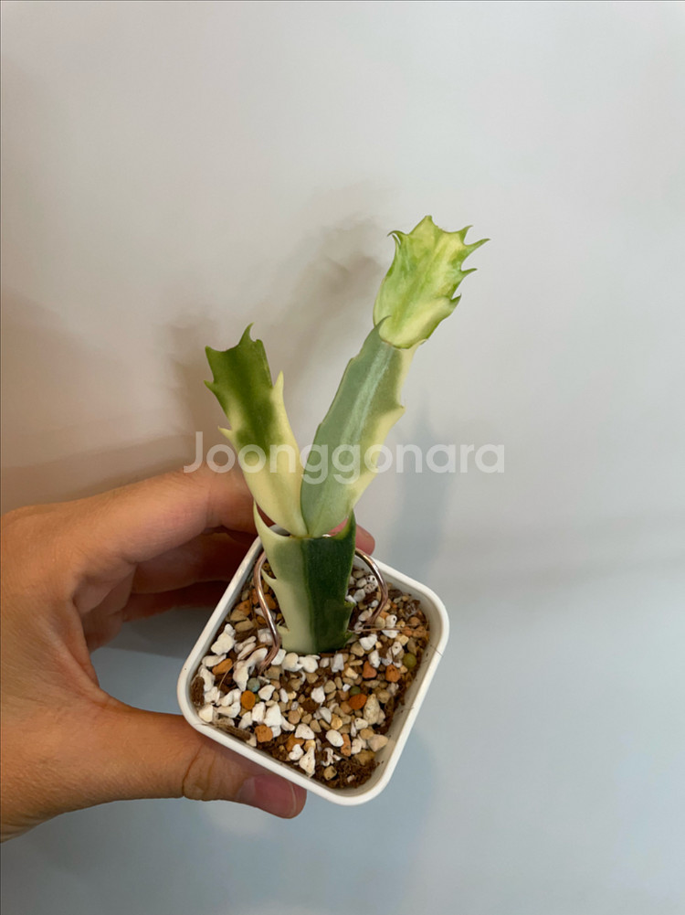 무늬게발선인장--0