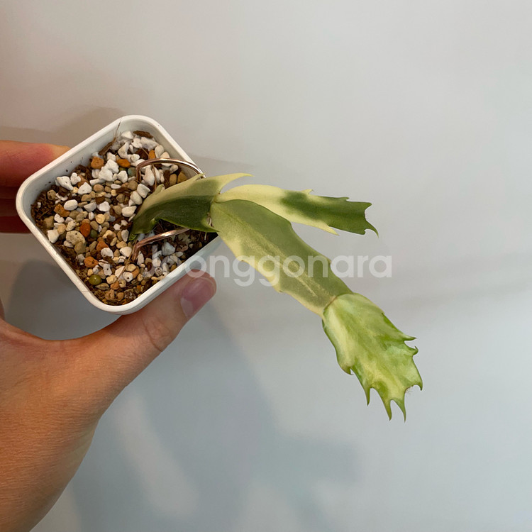 무늬게발선인장--1