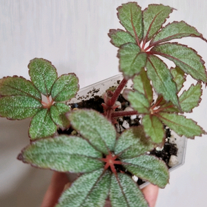 베고니아 프로스티드스타