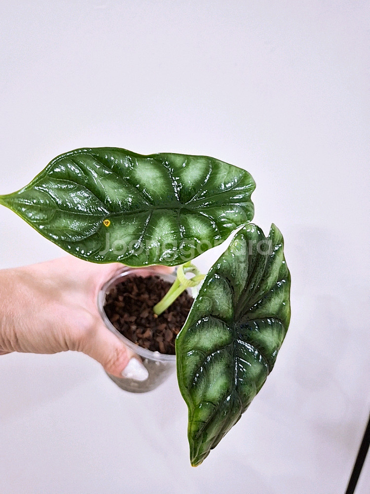 알로카시아 드레곤스케일--0