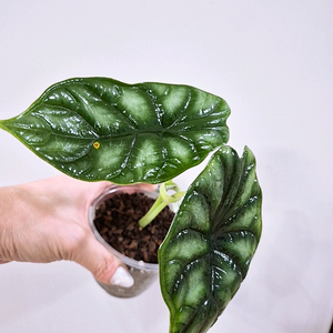 알로카시아 드레곤스케일