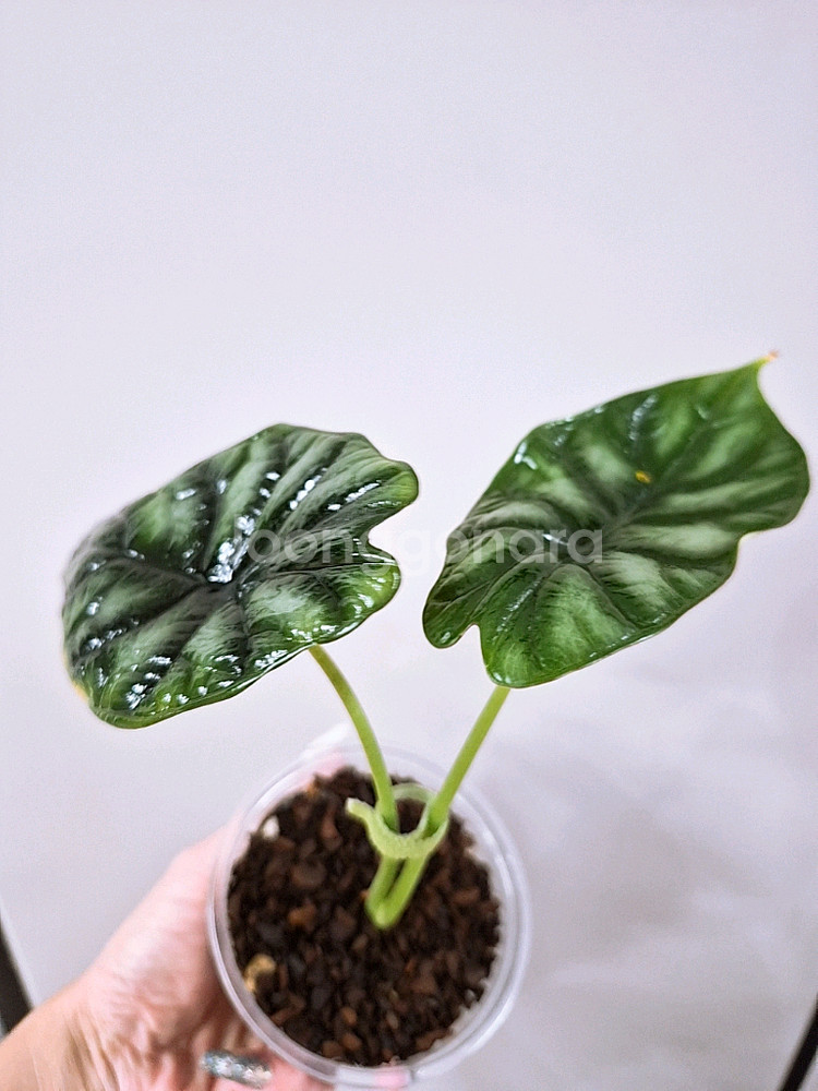 알로카시아 드레곤스케일--2