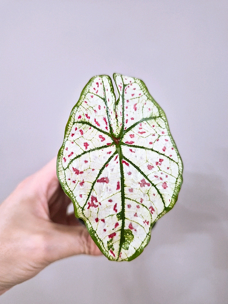 칼라디움 스트로베리스타--0