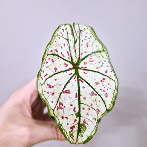 칼라디움 스트로베리스타