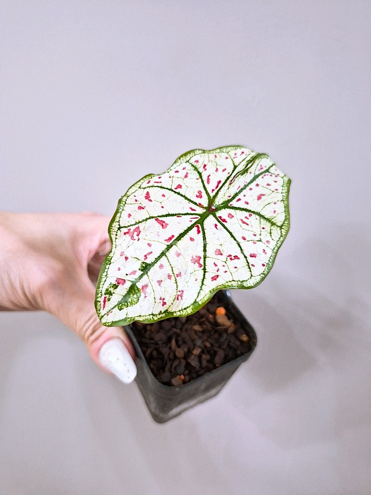 칼라디움 스트로베리스타--1