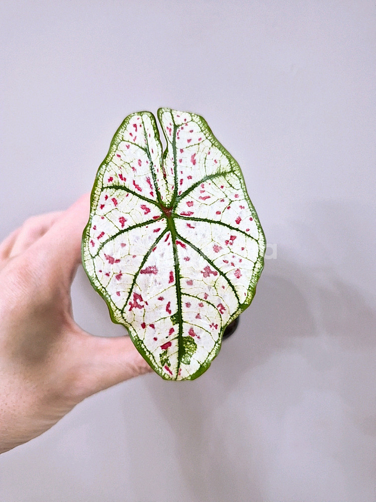 칼라디움 스트로베리스타--3