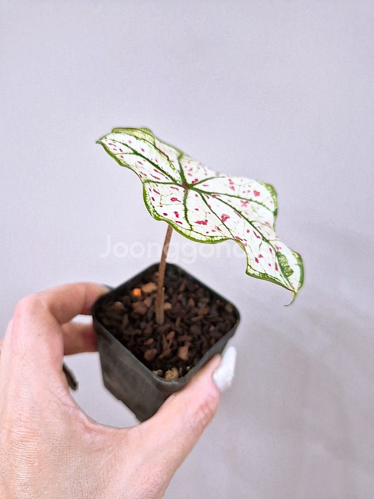 칼라디움 스트로베리스타--4