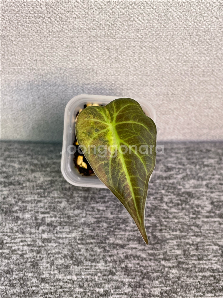 알로카시아 레갈쉴즈옐로우--0