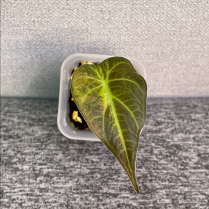 알로카시아 레갈쉴즈옐로우