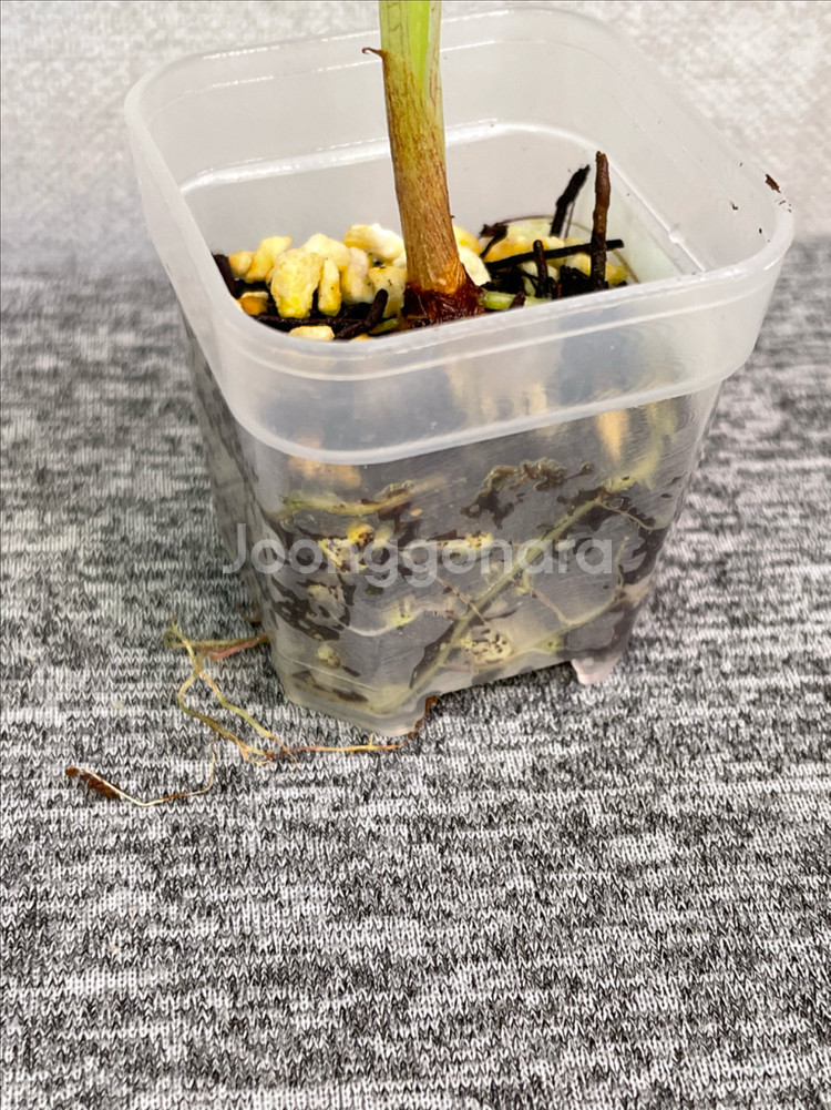 알로카시아 레갈쉴즈옐로우--1