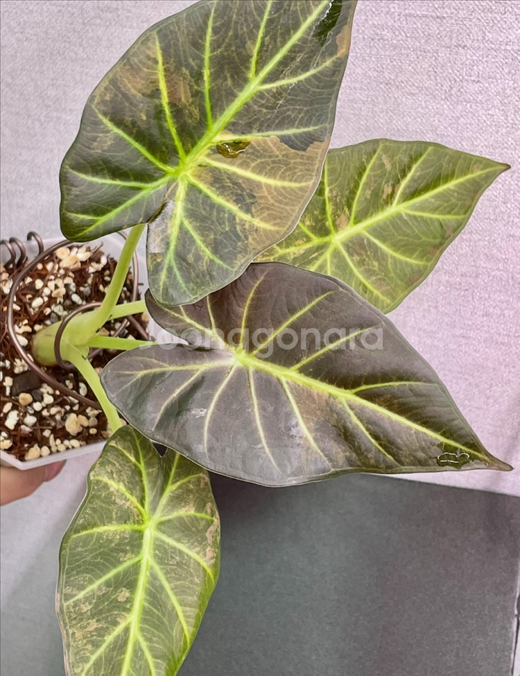 알로카시아 레갈쉴즈옐로우--2