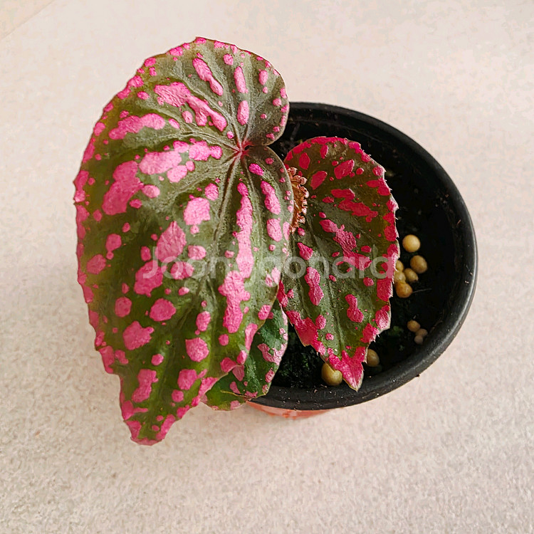 베고니아 네그로센시스--0