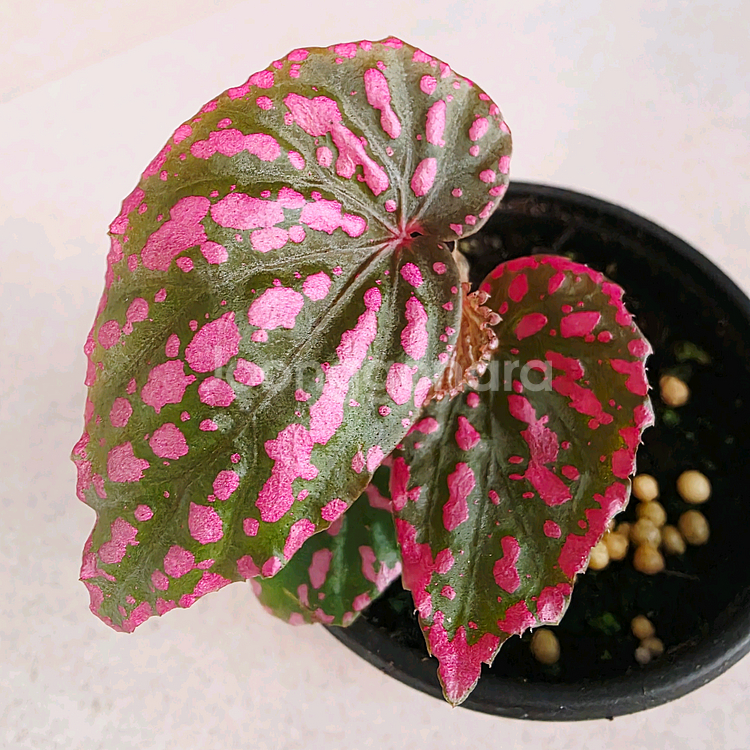 베고니아 네그로센시스--1