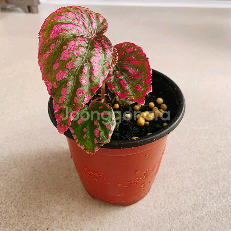 베고니아 네그로센시스--2