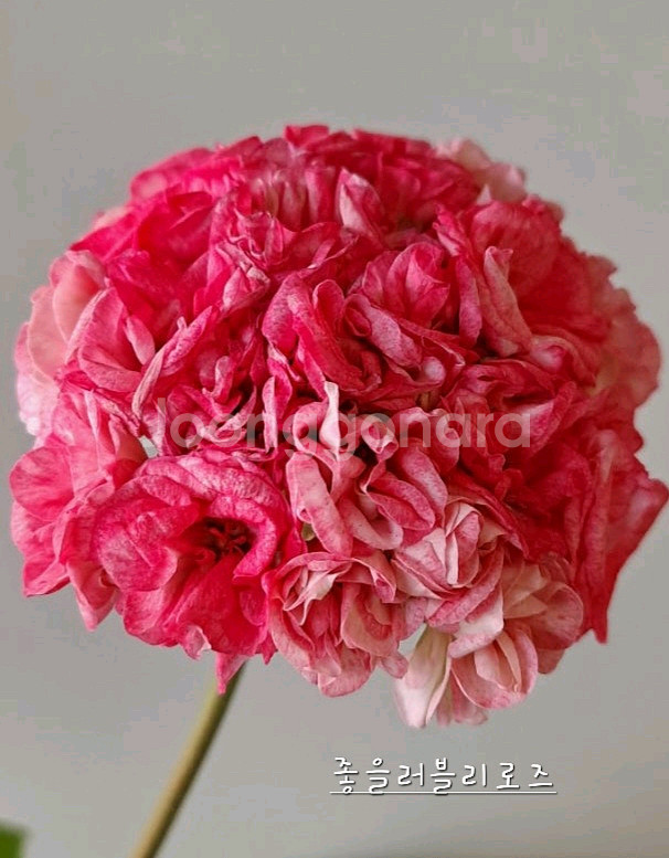 제라늄 4종 좋을러블리로즈,별빛드림,송셋별,빛보예--0