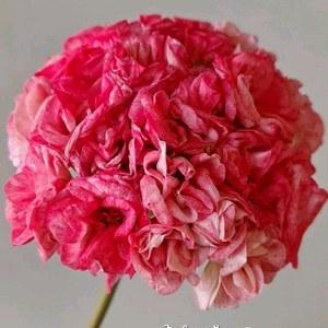 제라늄 4종 좋을러블리로즈,별빛드림,송셋별,빛보예