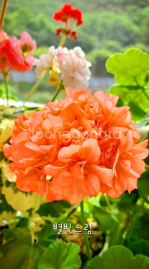 제라늄 4종 좋을러블리로즈,별빛드림,송셋별,빛보예--1