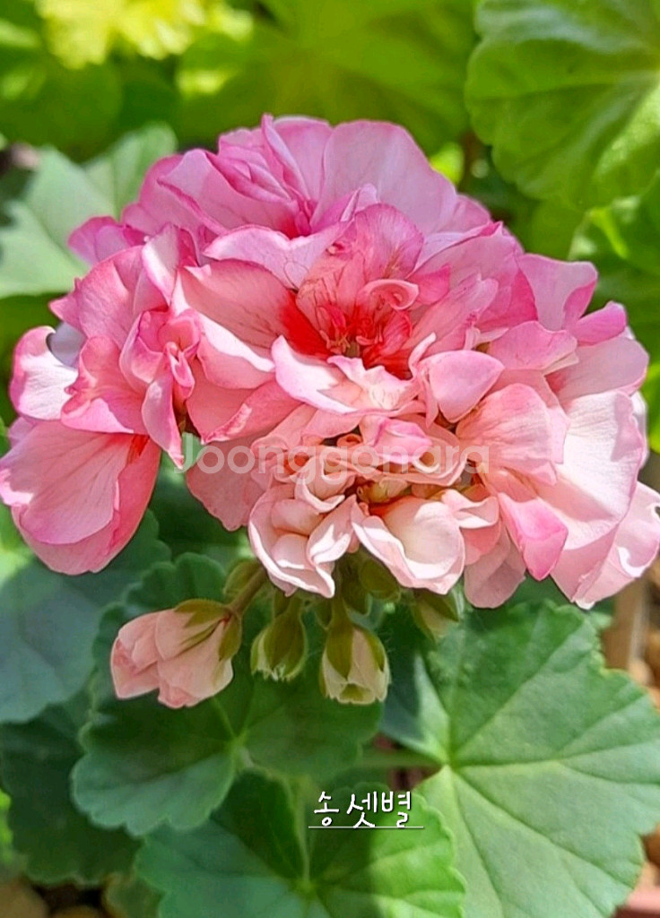 제라늄 4종 좋을러블리로즈,별빛드림,송셋별,빛보예--2