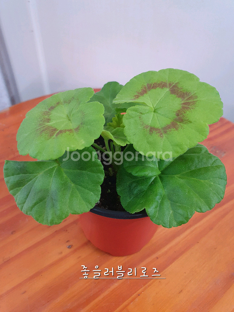 제라늄 4종 좋을러블리로즈,별빛드림,송셋별,빛보예--4