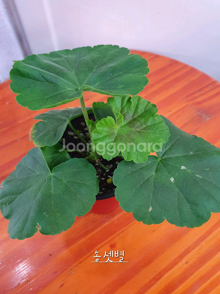 제라늄 4종 좋을러블리로즈,별빛드림,송셋별,빛보예--6