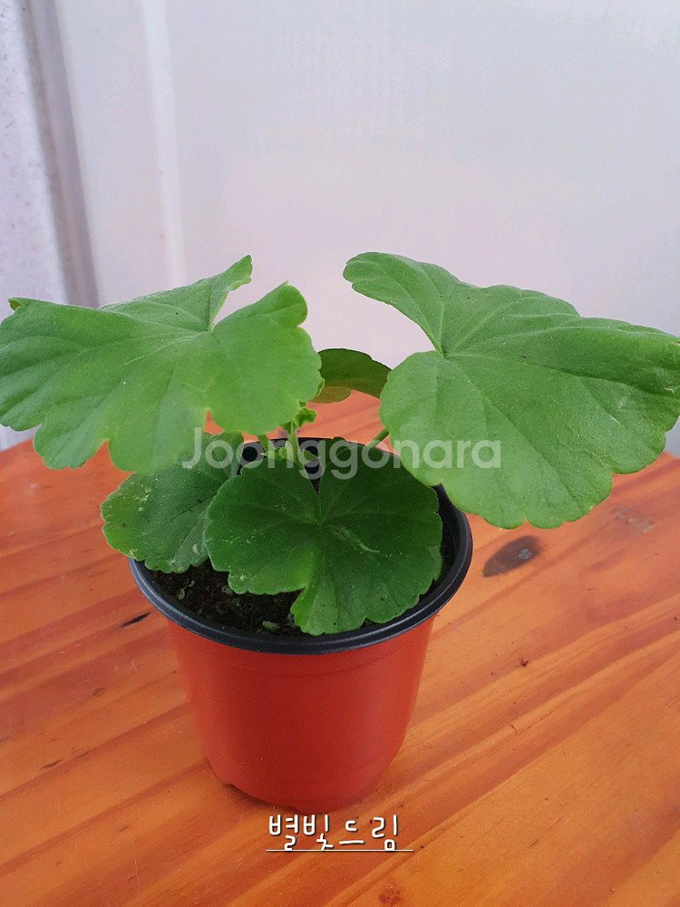 제라늄 4종 좋을러블리로즈,별빛드림,송셋별,빛보예--7