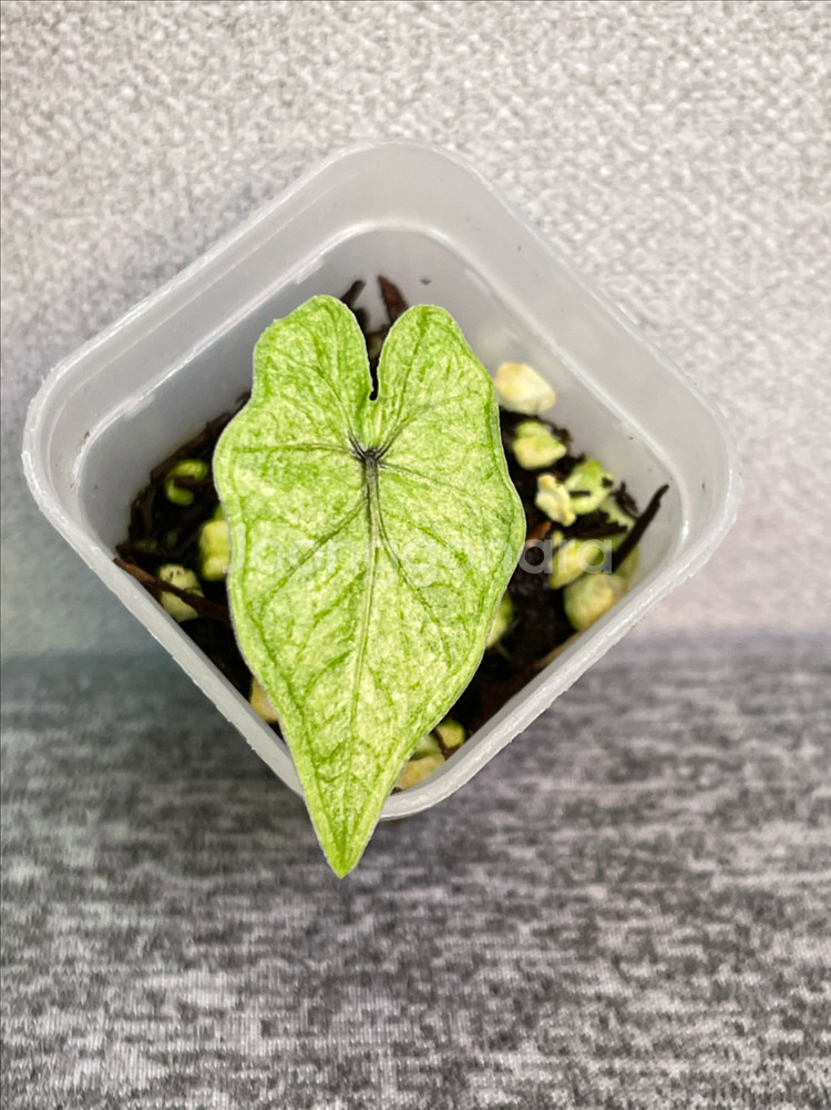 알로카시아 미스틱--0