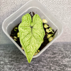 알로카시아 미스틱