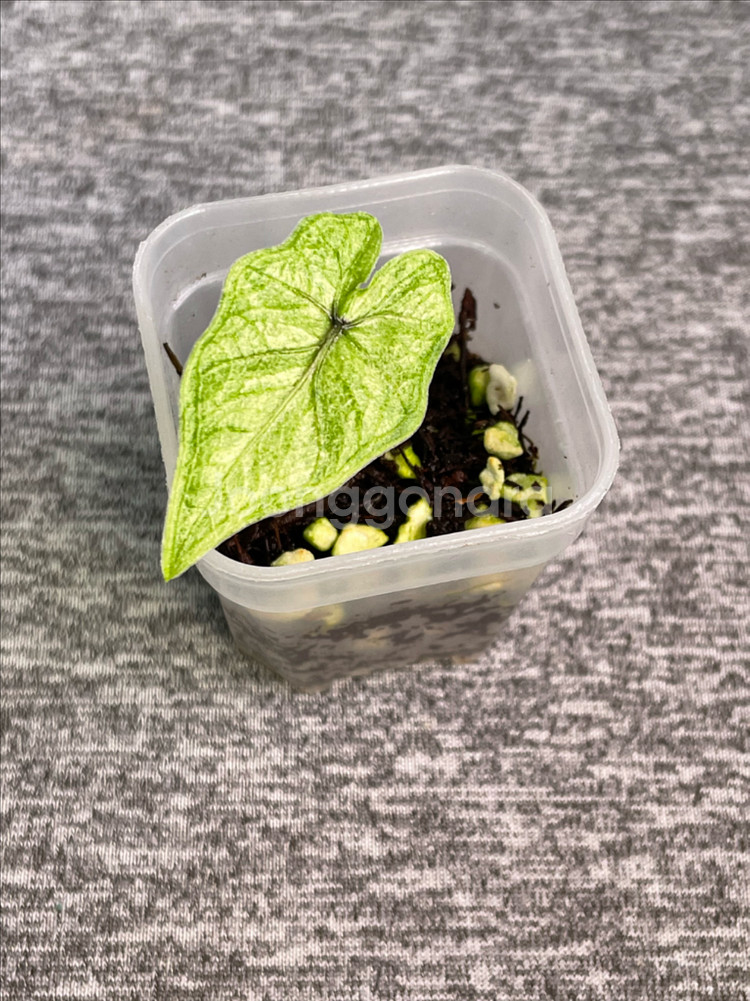 알로카시아 미스틱--1