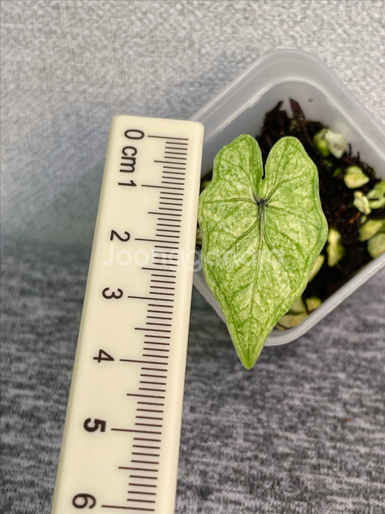 알로카시아 미스틱--2