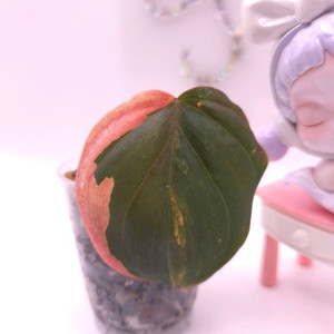 필로덴드론 핑크미칸 바리에가타 #no1