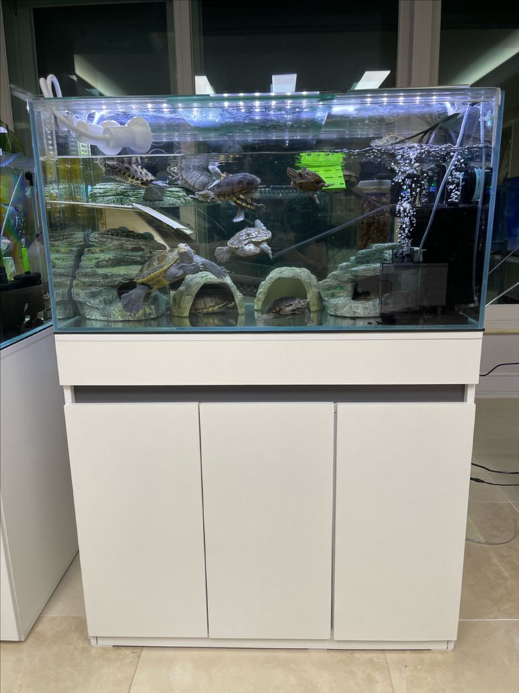 (경기 북부) 테라핀 키우기 3자 광폭 수조 90x45x45 8T 축양장 어항 받침대 뚜껑 세트 A급 판매--1