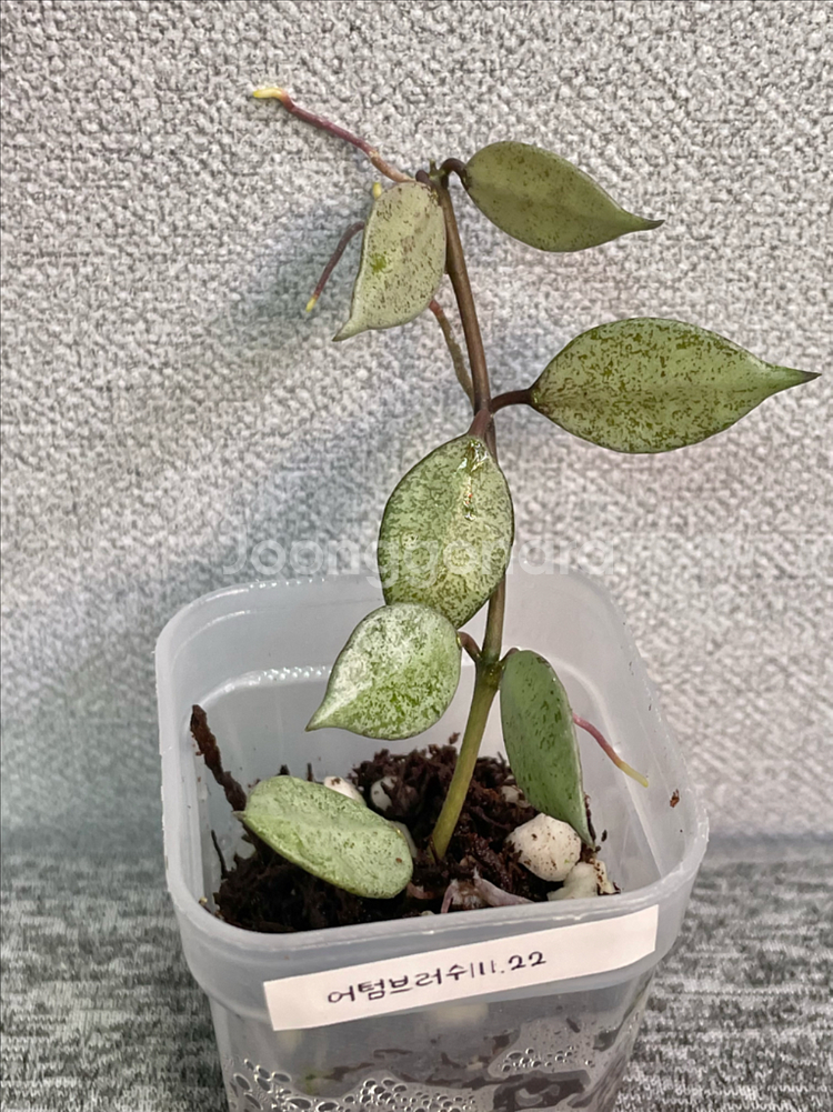 호야 어텀블러쉬--0