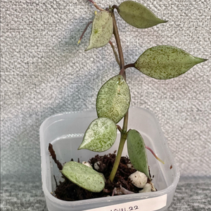 호야 어텀블러쉬