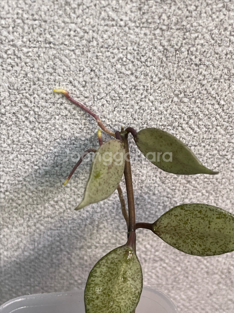 호야 어텀블러쉬--1