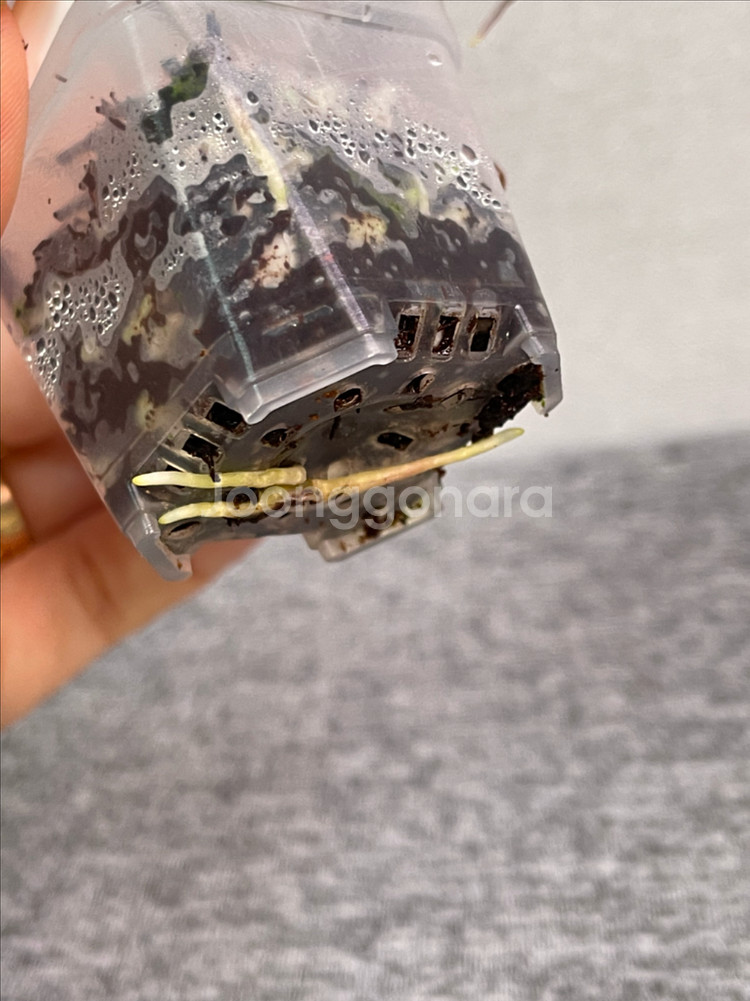 호야 어텀블러쉬--2