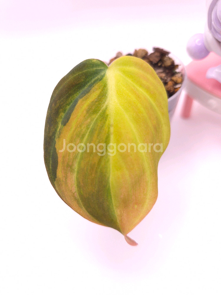 필로덴드론 핑크미칸 바리에가타 #no2--0