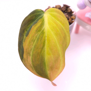 필로덴드론 핑크미칸 바리에가타 #no2