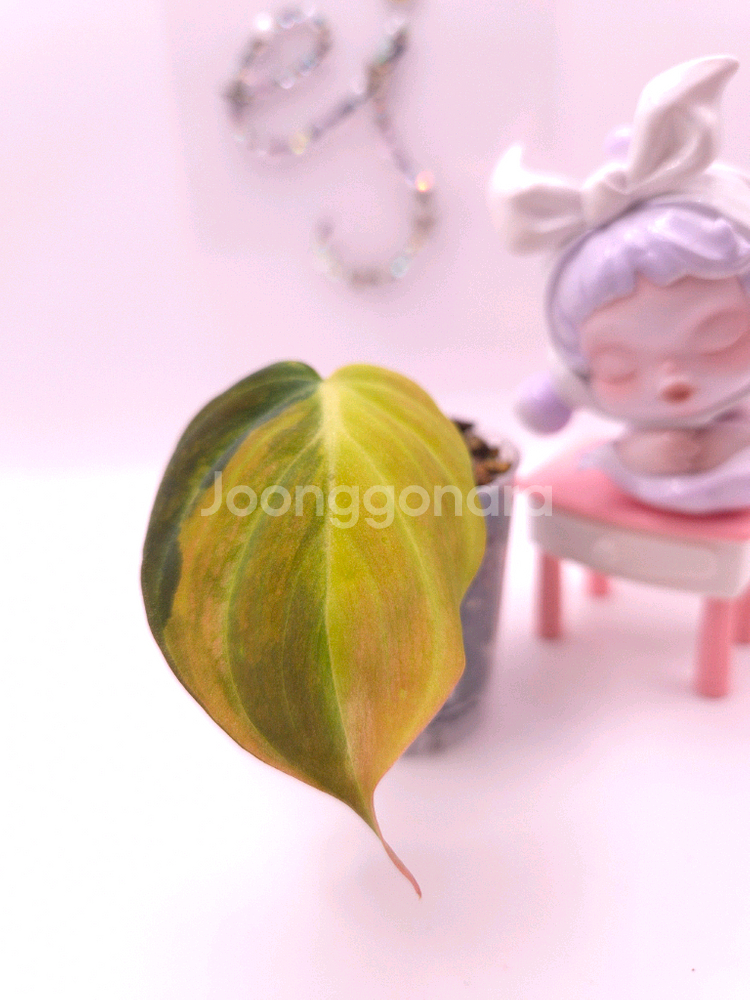 필로덴드론 핑크미칸 바리에가타 #no2--1