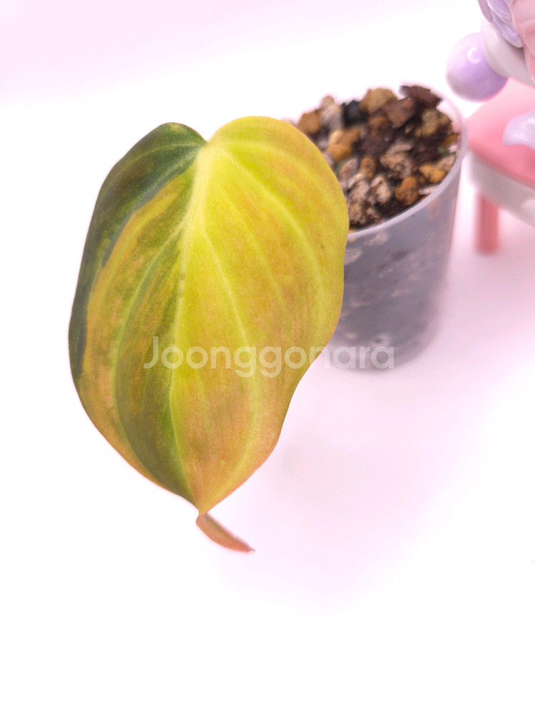 필로덴드론 핑크미칸 바리에가타 #no2--3